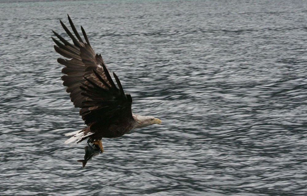 photo "Eagle 1" tags: nature, 