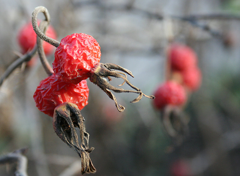 photo "Berry" tags: nature, flowers