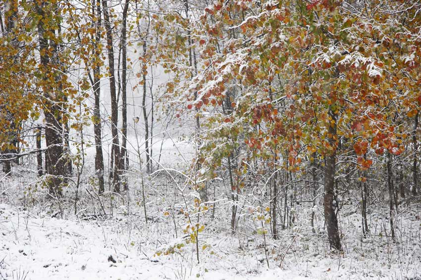 photo "October" tags: landscape, forest