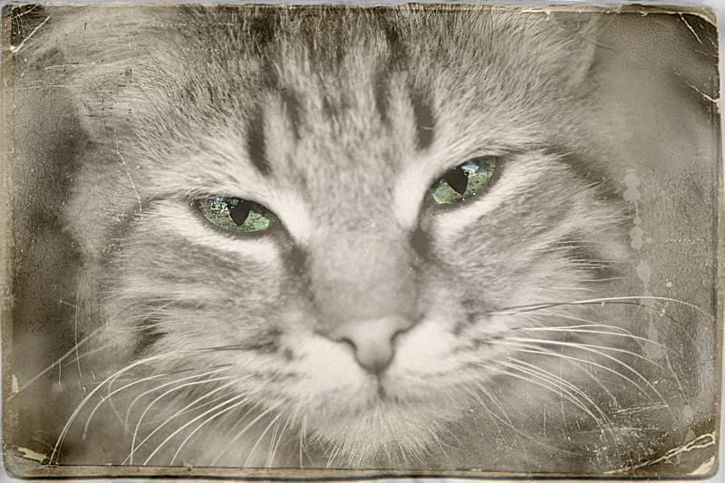 photo "Cat" tags: old-time, nature, pets/farm animals