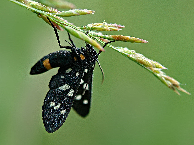 photo "***" tags: macro and close-up, 