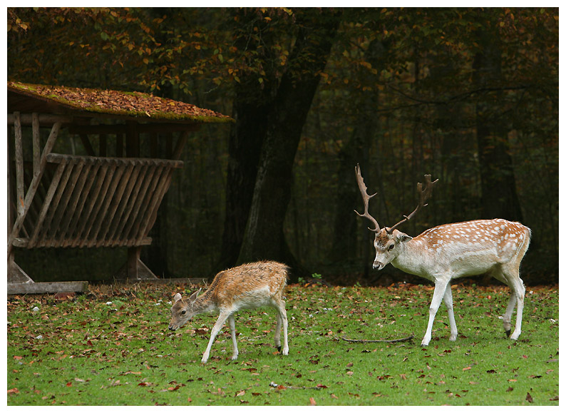 photo "***" tags: landscape, nature, autumn, wild animals