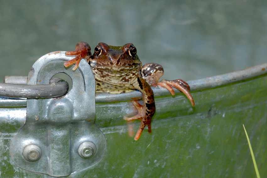 photo "Saved from the well" tags: nature, wild animals