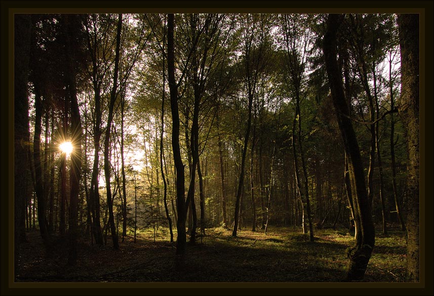 photo "***" tags: landscape, autumn, forest