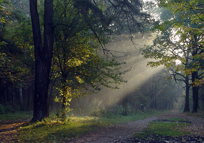 photo "***" tags: landscape, autumn, forest