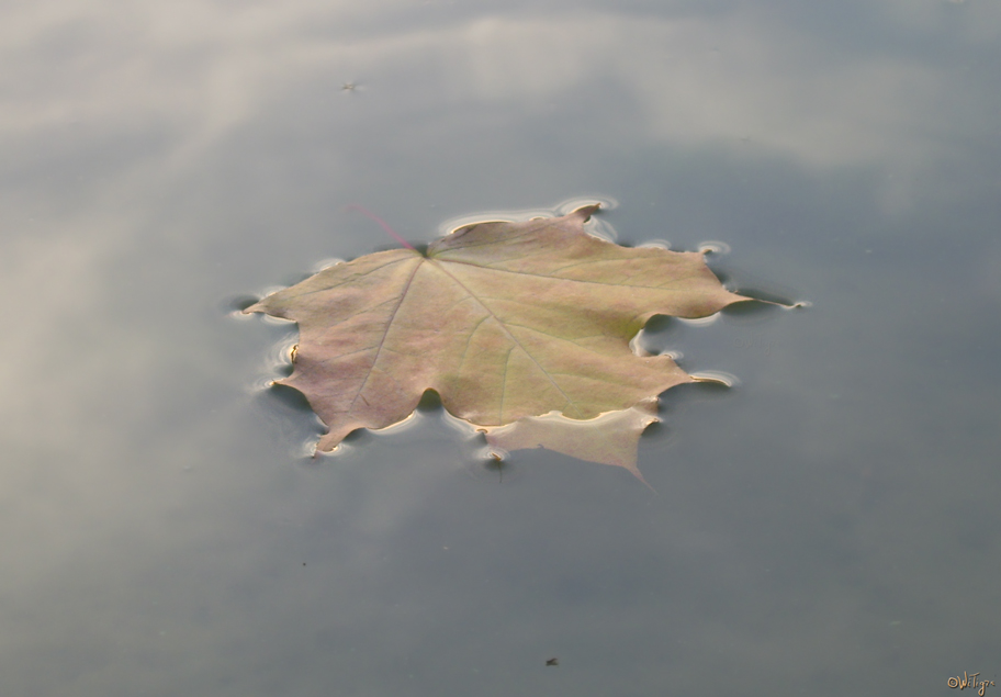 photo "Bathing" tags: landscape, autumn, water