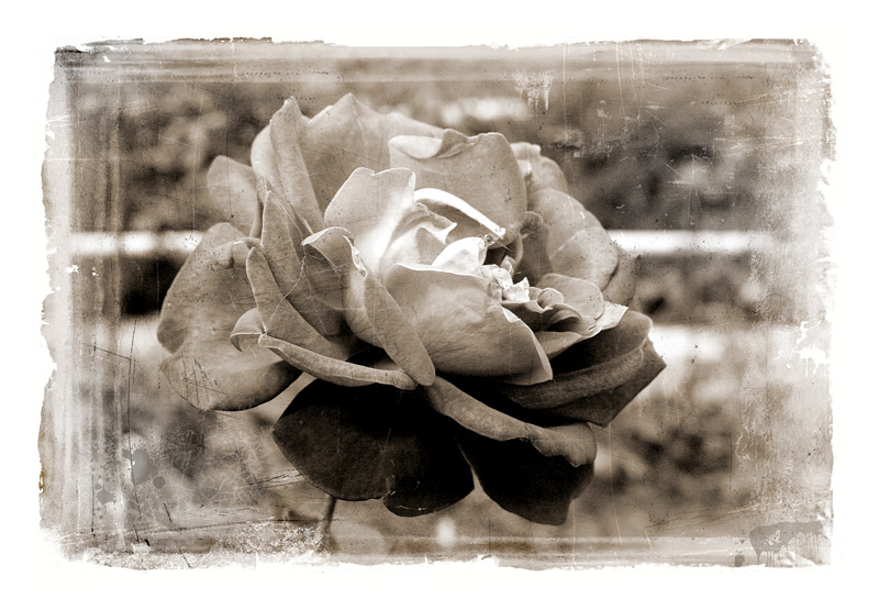 photo "Roza" tags: old-time, nature, flowers