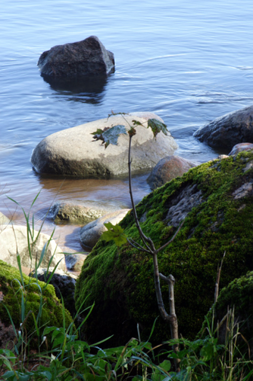 photo "little tree near bid sea" tags: landscape, water