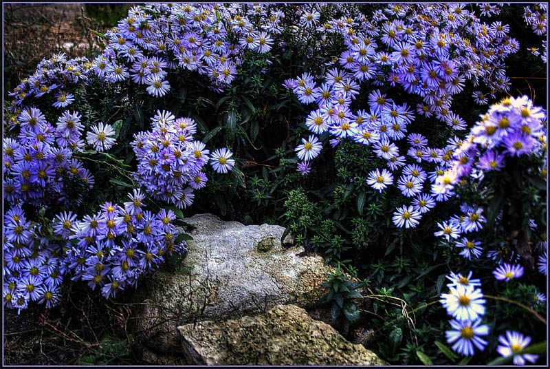 photo "***" tags: nature, landscape, autumn, flowers