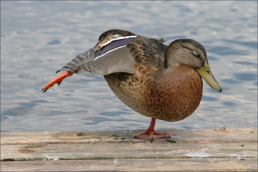 photo "Gymnastics." tags: nature, wild animals