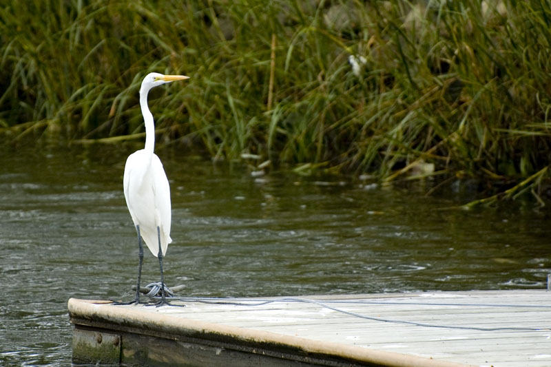 photo "Snowy Egret" tags: nature, travel, North America, wild animals