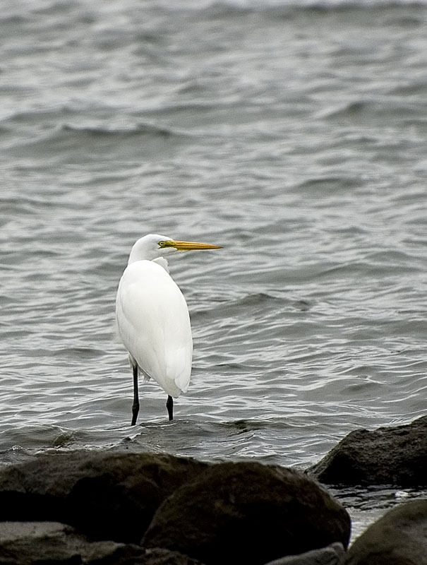 фото "Snowy Egret 2" метки: природа, путешествия, Северная Америка, дикие животные