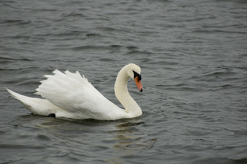 photo "Swan" tags: nature, travel, North America, wild animals