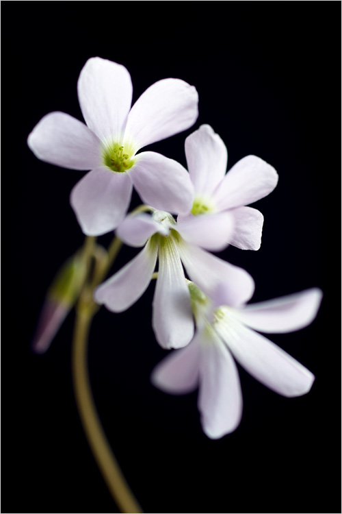 photo "***" tags: nature, macro and close-up, flowers