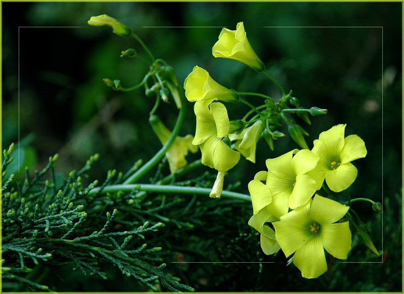 photo "Yellow melody.Caprice." tags: nature, flowers