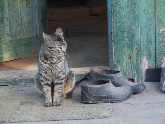 photo "***" tags: nature, pets/farm animals