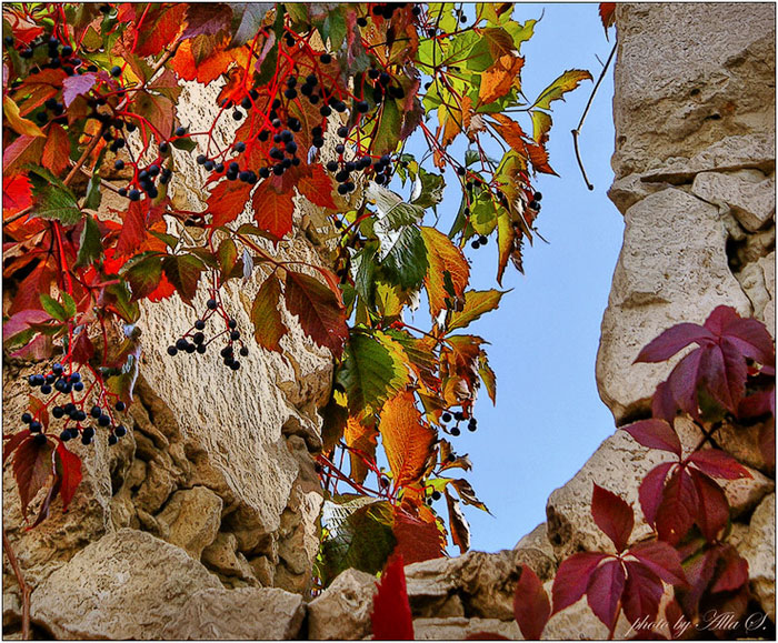 photo "***" tags: landscape, fragment, autumn