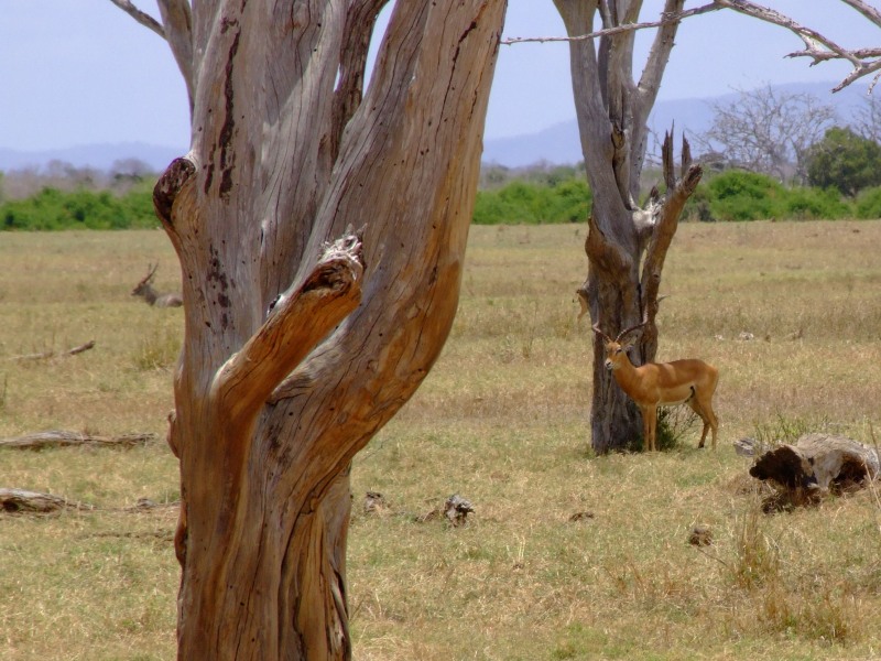 фото "Kenya" метки: пейзаж, природа, дикие животные