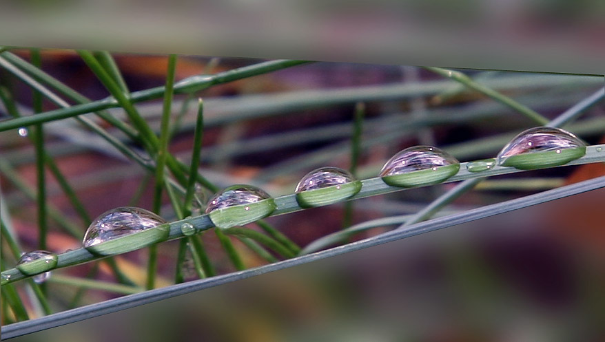 photo "The team from droplets" tags: nature, macro and close-up, 