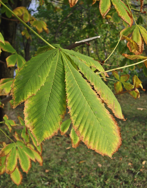 photo "The Moscow chestnut" tags: landscape, city, autumn
