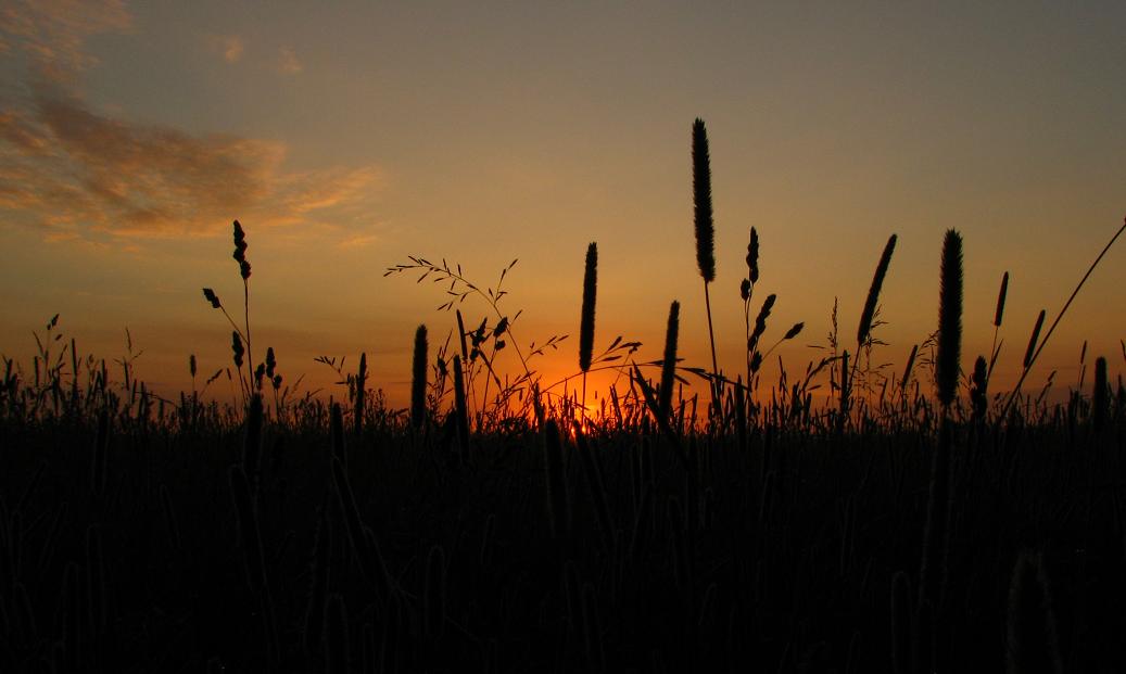 photo "***" tags: landscape, summer, sunset