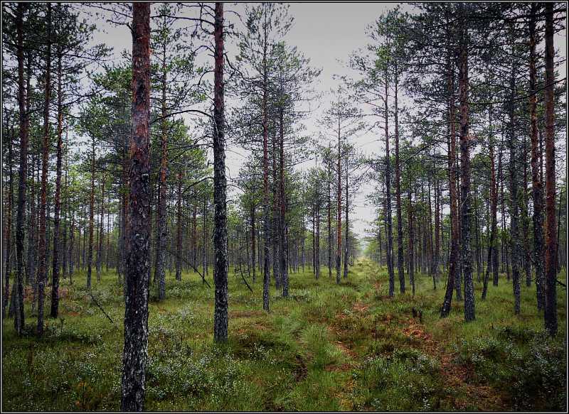 photo "Autumn bog" tags: landscape, autumn