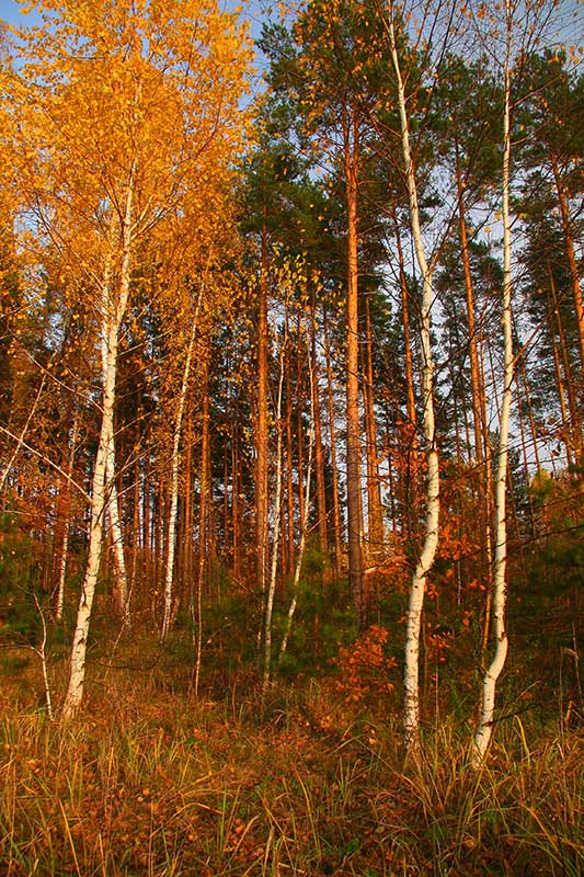 photo "***" tags: landscape, autumn, forest