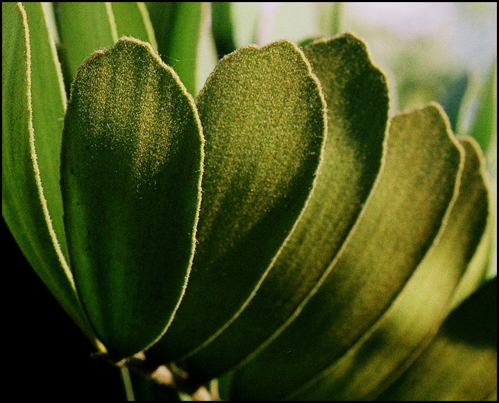 photo ""Nap" leaves. -  Листья "с начесом"." tags: nature, flowers