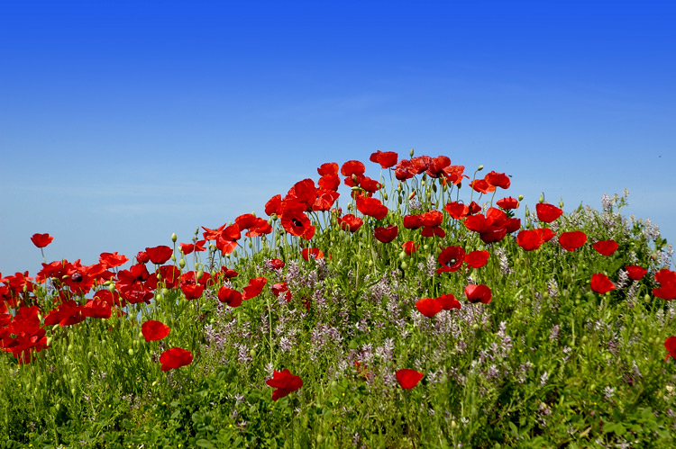 photo "SPRINGTIME" tags: landscape, spring