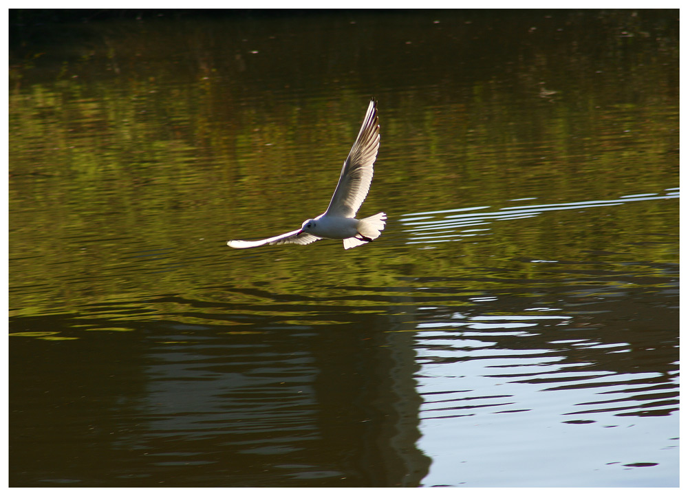 фото "Чеховская..." метки: природа, дикие животные