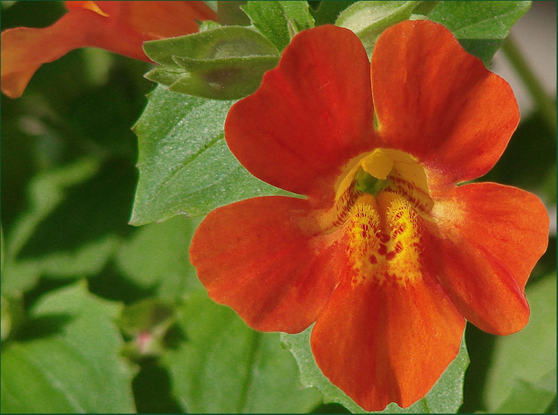 photo "Bring back summer !!!" tags: nature, macro and close-up, flowers