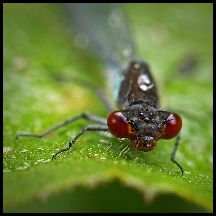 photo "***" tags: macro and close-up, nature, insect