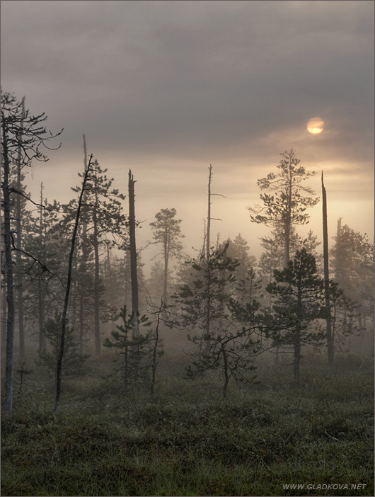 photo "****" tags: landscape, forest