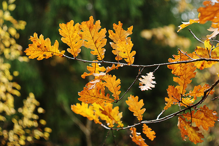 photo "***" tags: landscape, nature, autumn, flowers