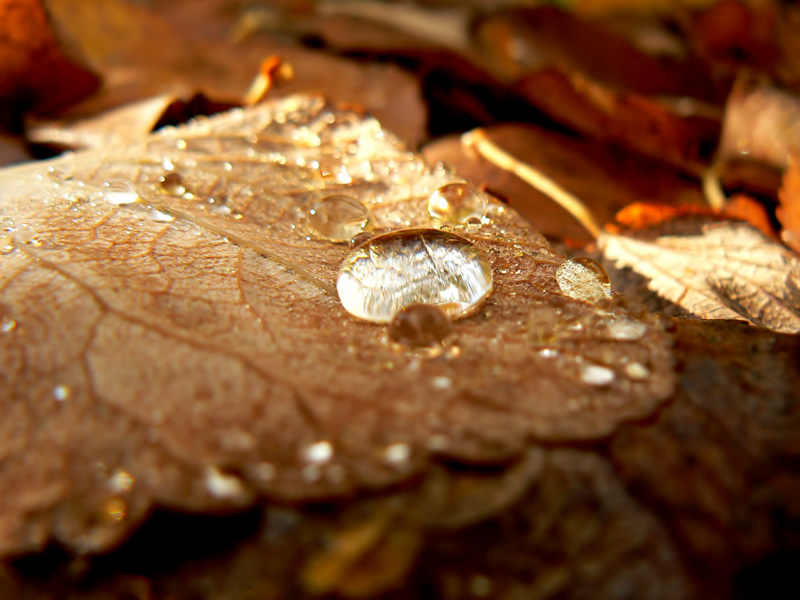 photo "Rain on Autumn Leaves" tags: macro and close-up, nature, flowers