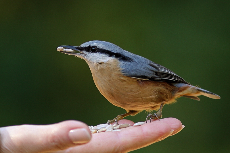 photo "Sitta europaea" tags: nature, wild animals