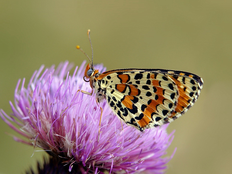 photo "***" tags: macro and close-up, 