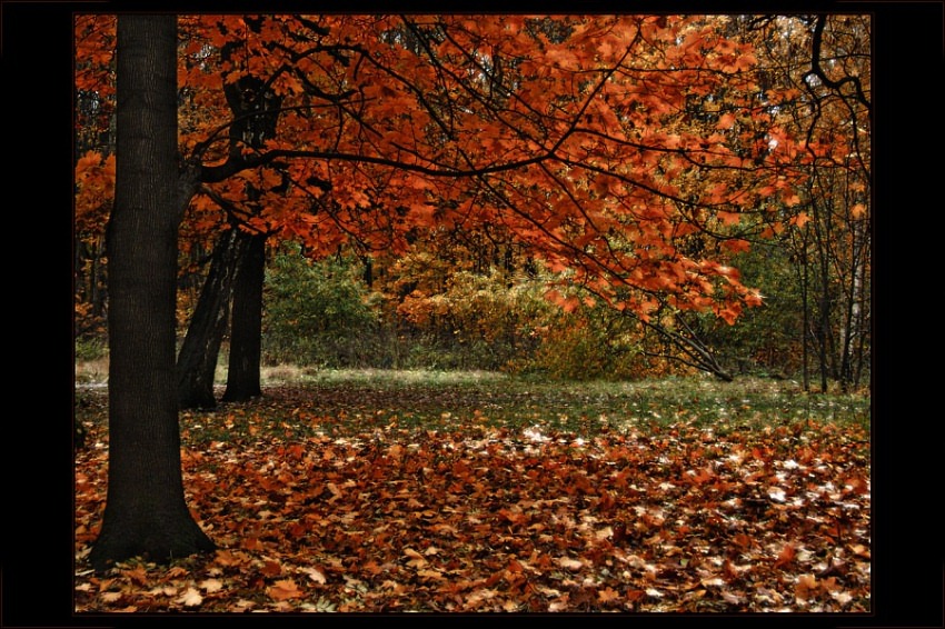 photo "****" tags: landscape, autumn, forest