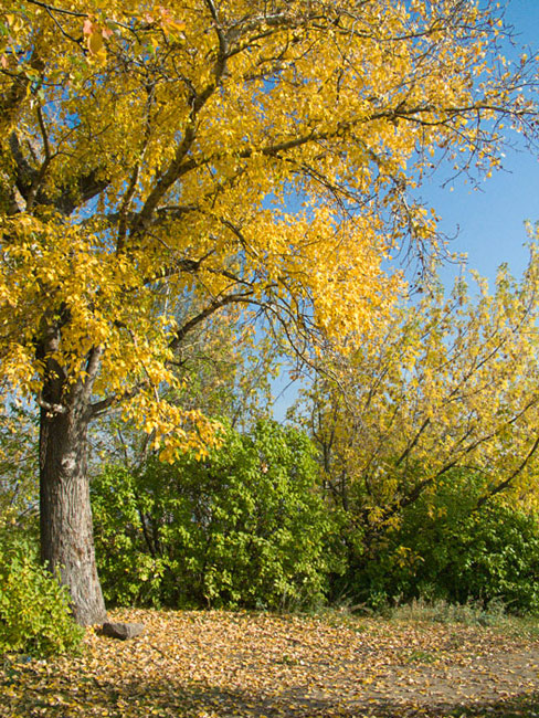 photo "***" tags: landscape, autumn