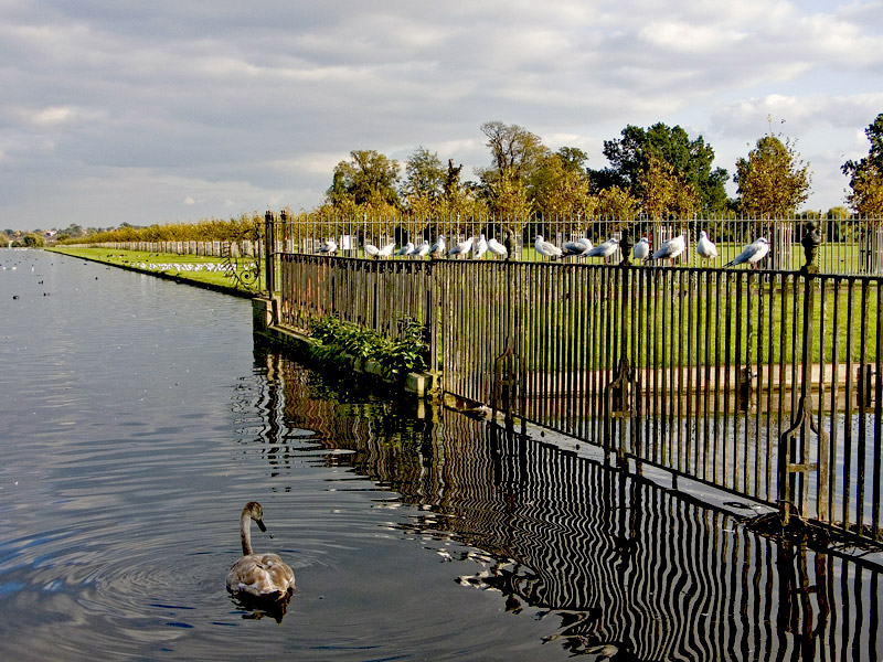 photo "A Swan and the Gulls" tags: landscape, 