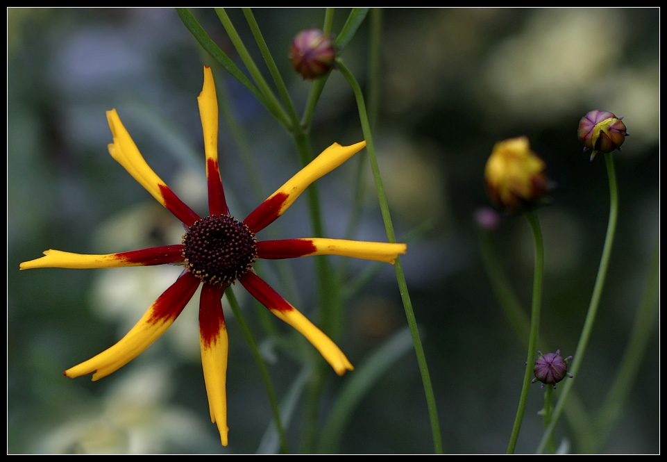 photo "Sun" tags: nature, macro and close-up, flowers