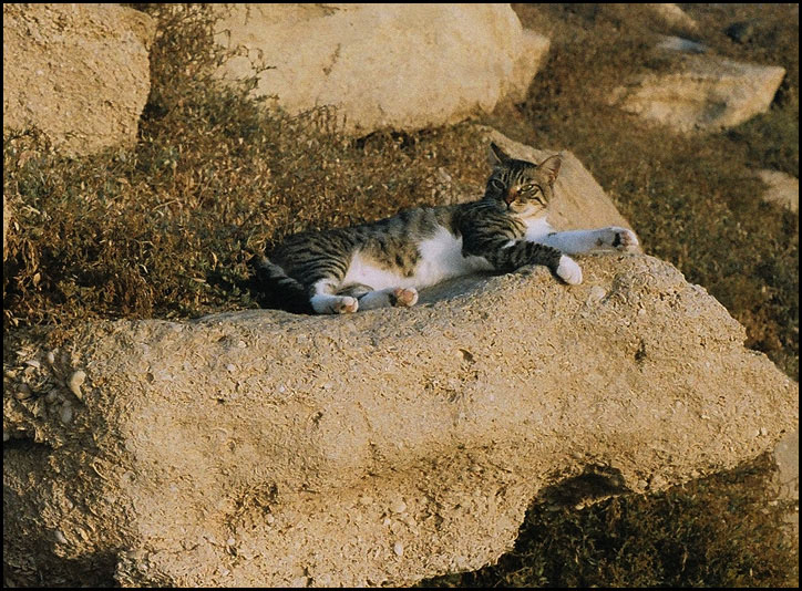 photo ""Stop making noise! I"m sleeping now."" tags: nature, pets/farm animals