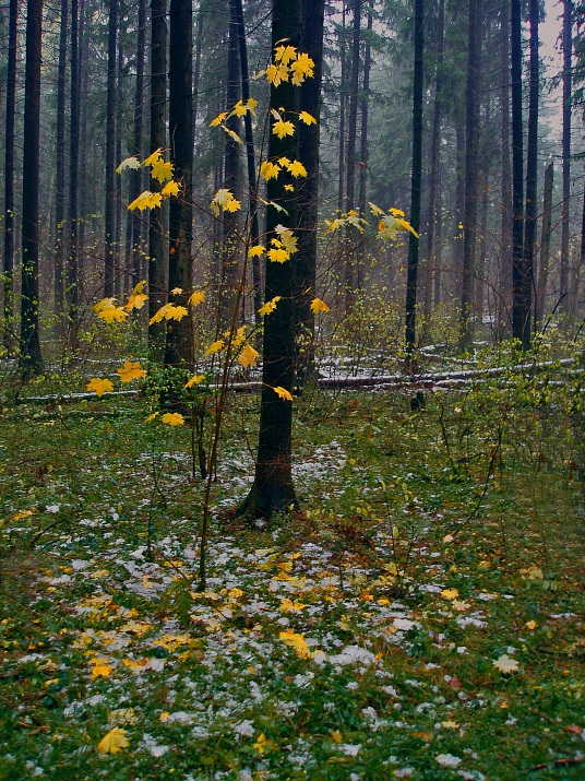 фото "Клён ты мой опавший..." метки: пейзаж, лес, осень