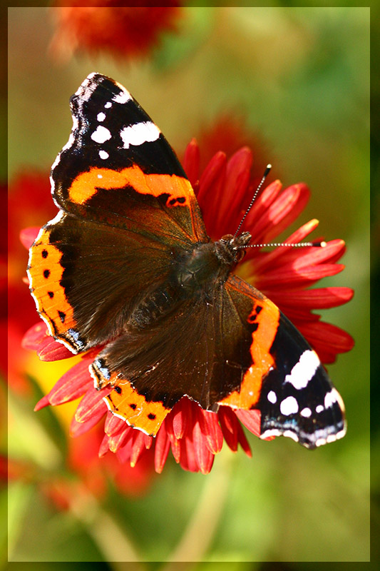 photo "***" tags: macro and close-up, nature, insect