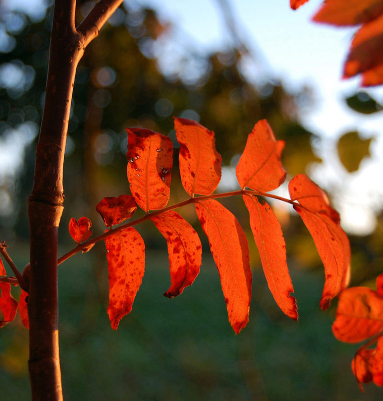 фото "Red" метки: природа, цветы