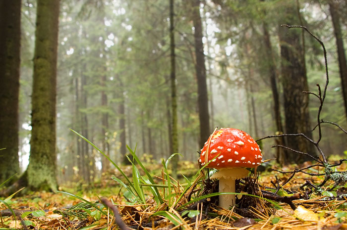 фото "Вам не нравится погода?" метки: пейзаж, природа, лес, цветы