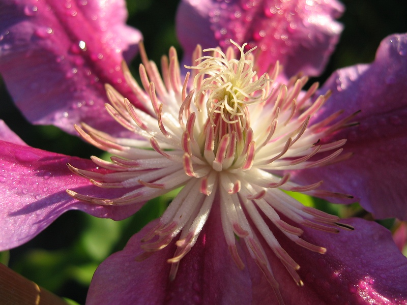 photo "***" tags: nature, macro and close-up, flowers