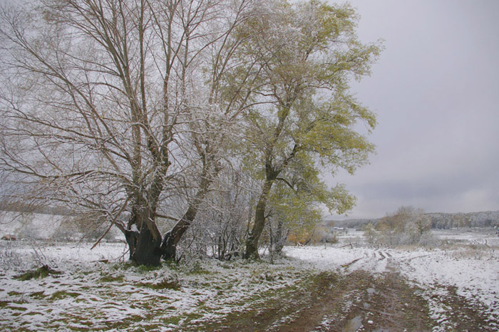 фото "Деревья у дороги." метки: пейзаж, осень