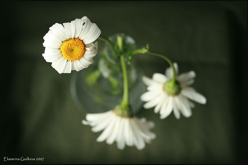 photo "***" tags: still life, 