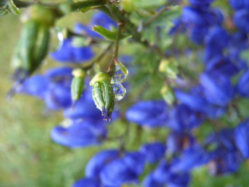 photo "***" tags: nature, flowers